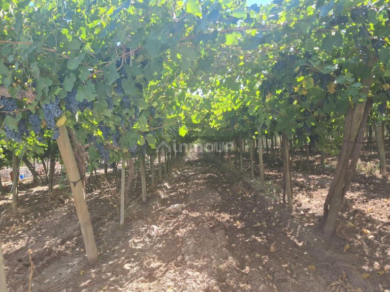 Finca en Venta en Guaymallen, Mendoza
