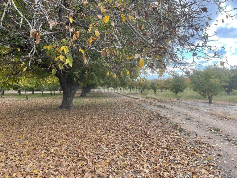 Finca en Venta en Tupungato, Mendoza