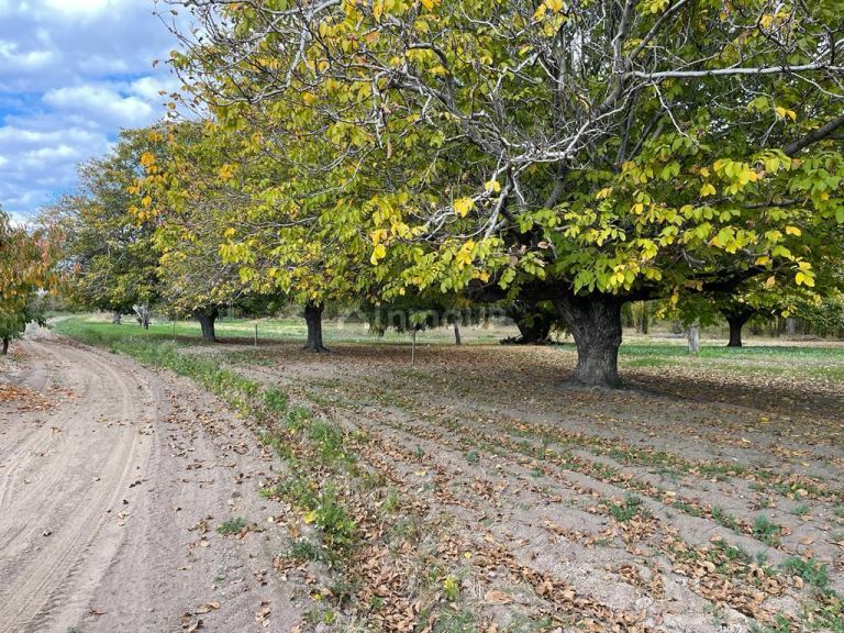 Finca en Venta en Tupungato, Mendoza