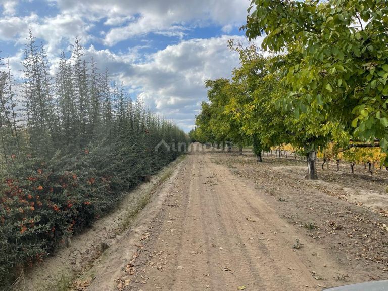 Finca en Venta en Tupungato, Mendoza