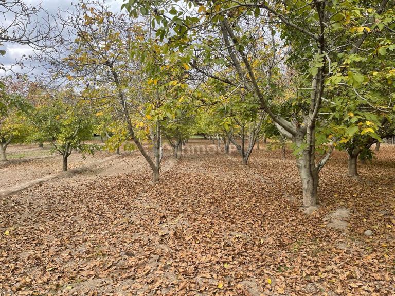 Finca en Venta en Tupungato, Mendoza