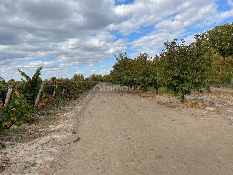 Finca en Venta en Tupungato, Mendoza