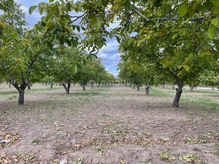 Finca en Venta en Tupungato, Mendoza