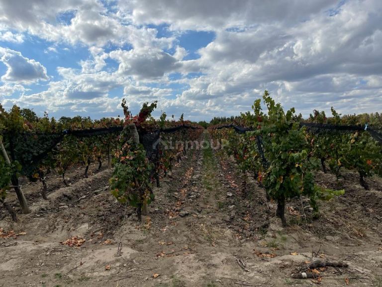 Finca en Venta en Tupungato, Mendoza