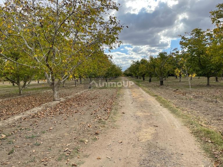 Finca en Venta en Tupungato, Mendoza
