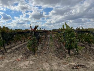 Tupungato 23.5 Has La Arboleda - Nogales Viñedos