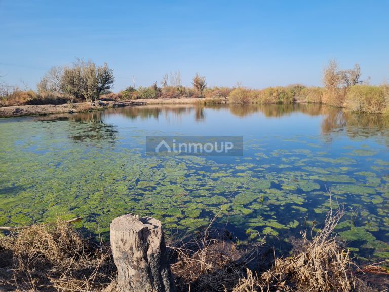 Finca en Venta en Lavalle, Mendoza