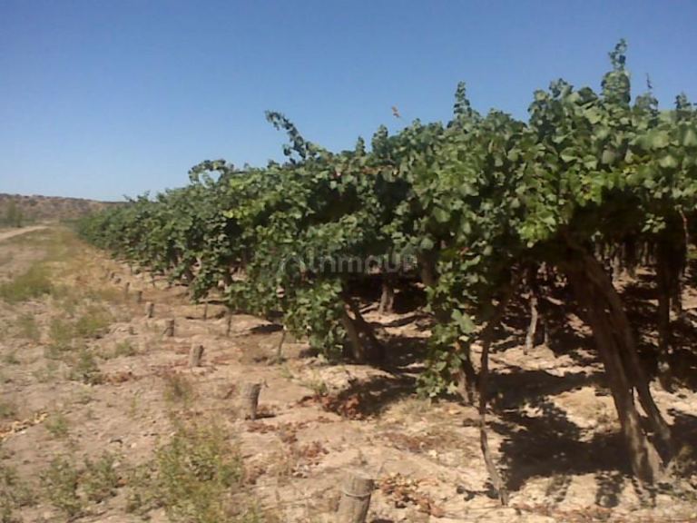 Finca en Venta en Lujan de Cuyo, Mendoza