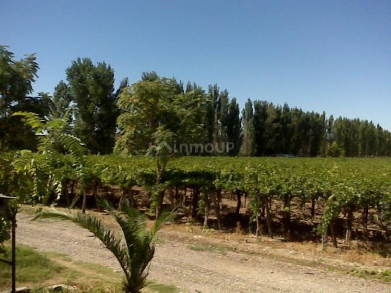 Finca en Venta en Lujan de Cuyo, Mendoza