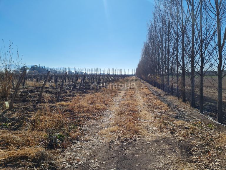 Finca en Venta en Lujan de Cuyo, Mendoza