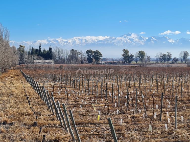 Finca en Venta en Lujan de Cuyo, Mendoza