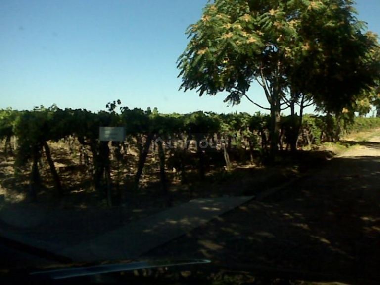 Finca en Venta en Lujan de Cuyo, Mendoza