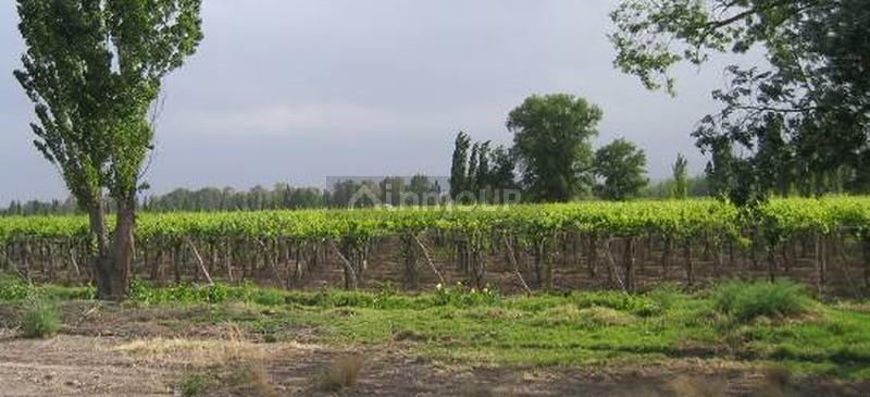 Finca en Venta en Lujan de Cuyo, Mendoza