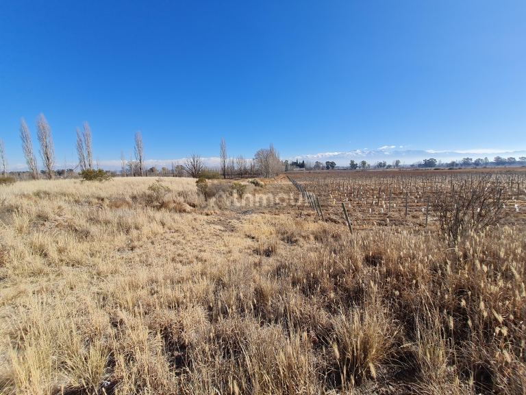Finca en Venta en Lujan de Cuyo, Mendoza
