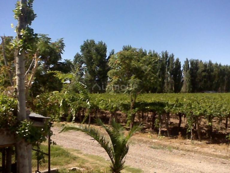 Finca en Venta en Lujan de Cuyo, Mendoza