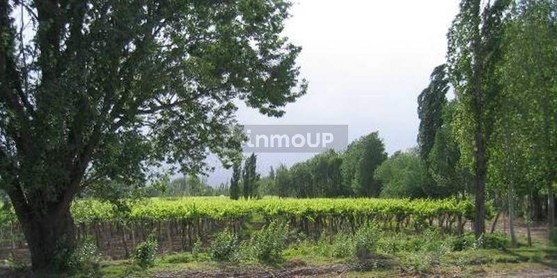 Finca en Venta en Lujan de Cuyo, Mendoza
