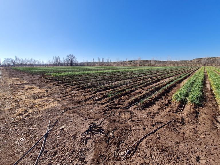 Finca en Venta en Lujan de Cuyo, Mendoza