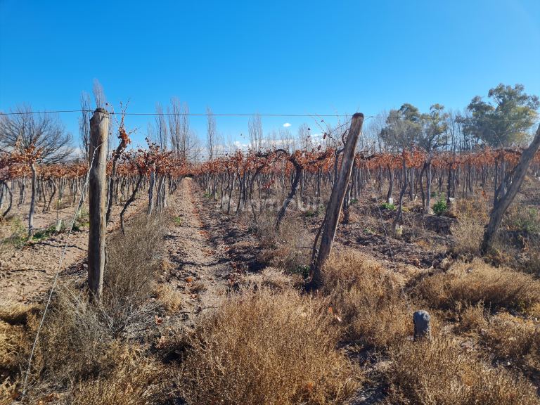 Finca en Venta en Lujan de Cuyo, Mendoza
