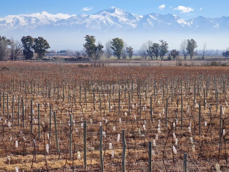 Finca en Venta en Lujan de Cuyo, Mendoza