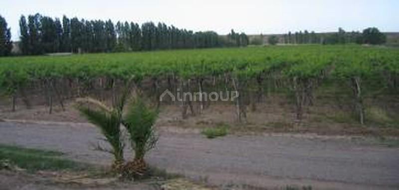 Finca en Venta en Lujan de Cuyo, Mendoza