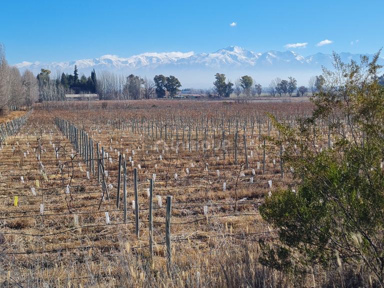 Finca en Venta en Lujan de Cuyo, Mendoza