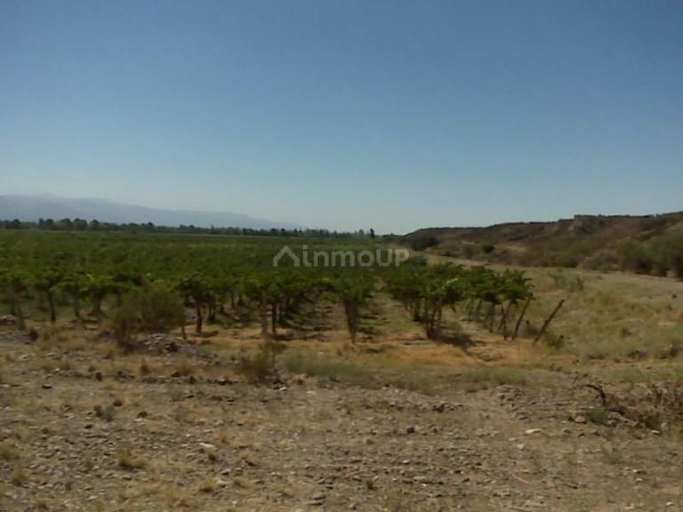 Finca en Venta en Lujan de Cuyo, Mendoza