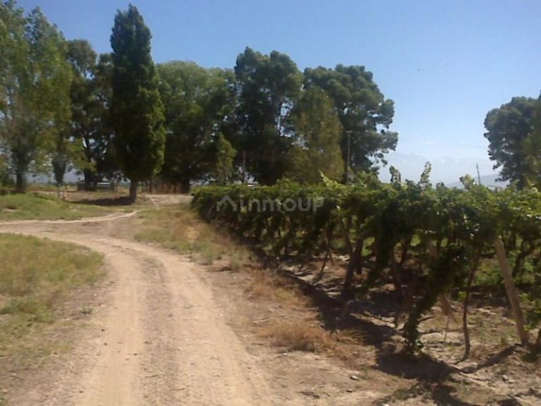Finca en Venta en Lujan de Cuyo, Mendoza