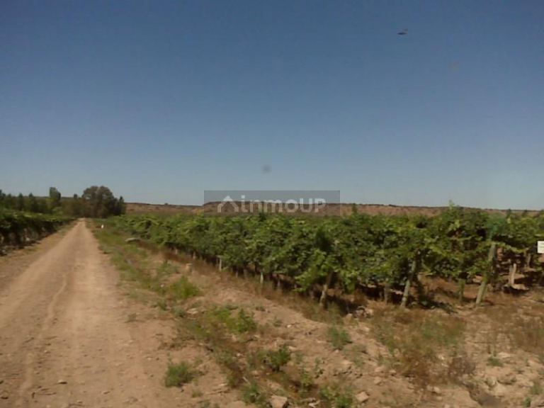Finca en Venta en Lujan de Cuyo, Mendoza