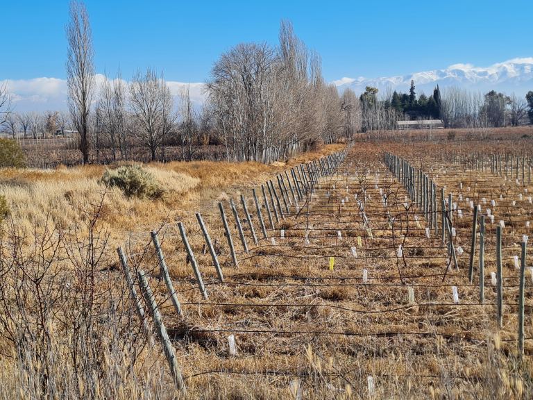 Finca en Venta en Lujan de Cuyo, Mendoza