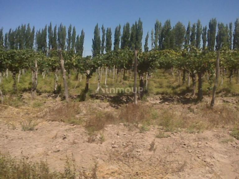 Finca en Venta en Lujan de Cuyo, Mendoza