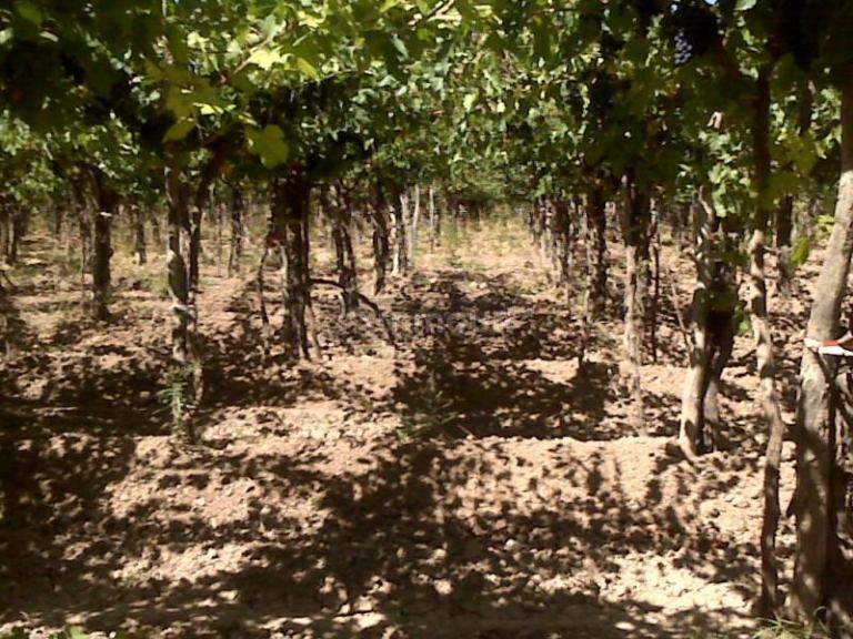 Finca en Venta en Lujan de Cuyo, Mendoza
