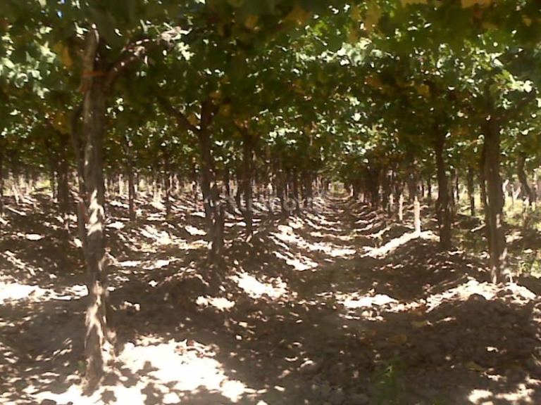 Finca en Venta en Lujan de Cuyo, Mendoza