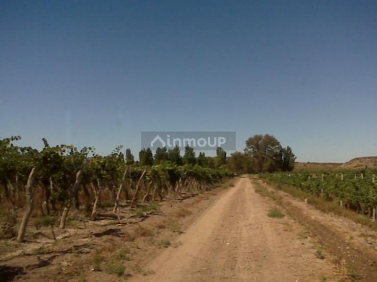Finca en Venta en Lujan de Cuyo, Mendoza