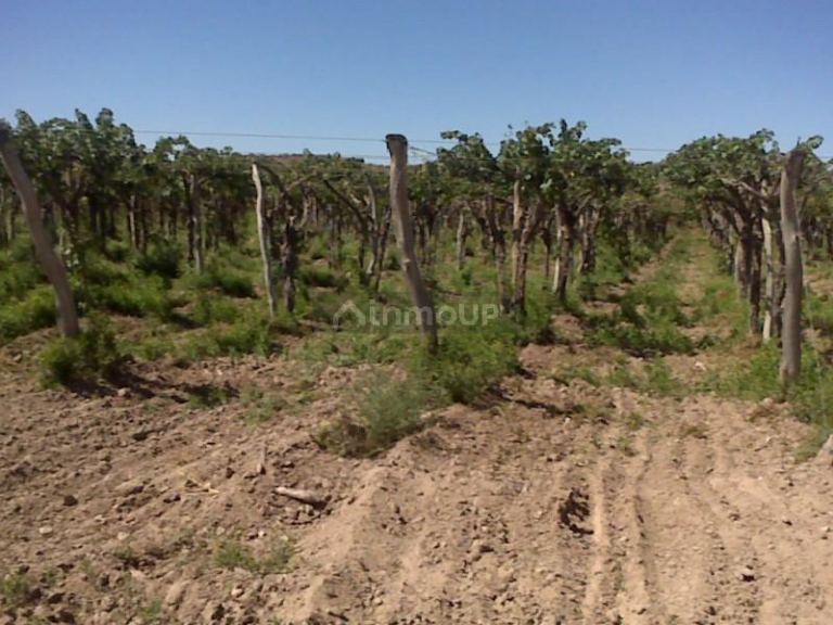 Finca en Venta en Lujan de Cuyo, Mendoza