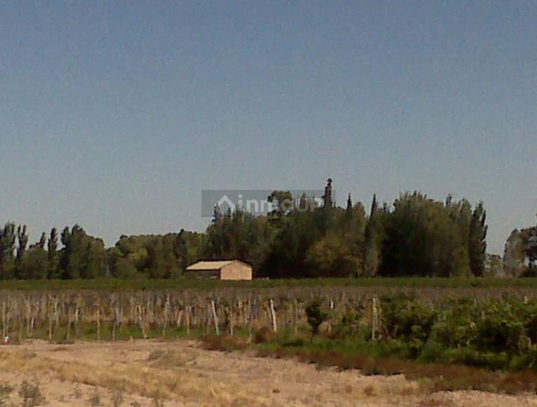 Finca en Venta en Lujan de Cuyo, Mendoza