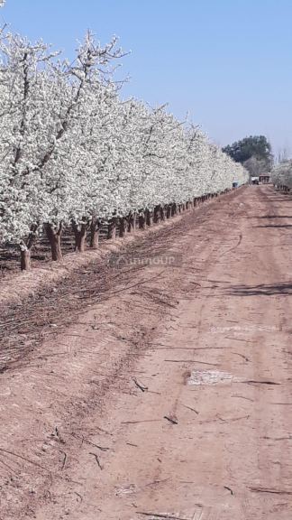 Finca en Venta en San Martin, Mendoza