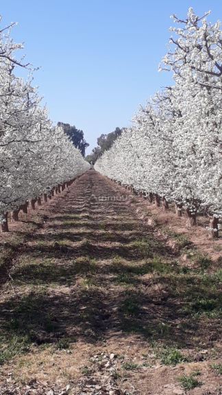 Finca en Venta en San Martin, Mendoza