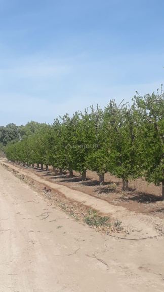 Finca en Venta en San Martin, Mendoza