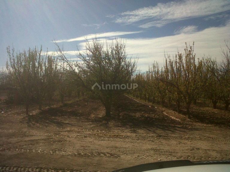 Finca en Venta en San Martin, Mendoza