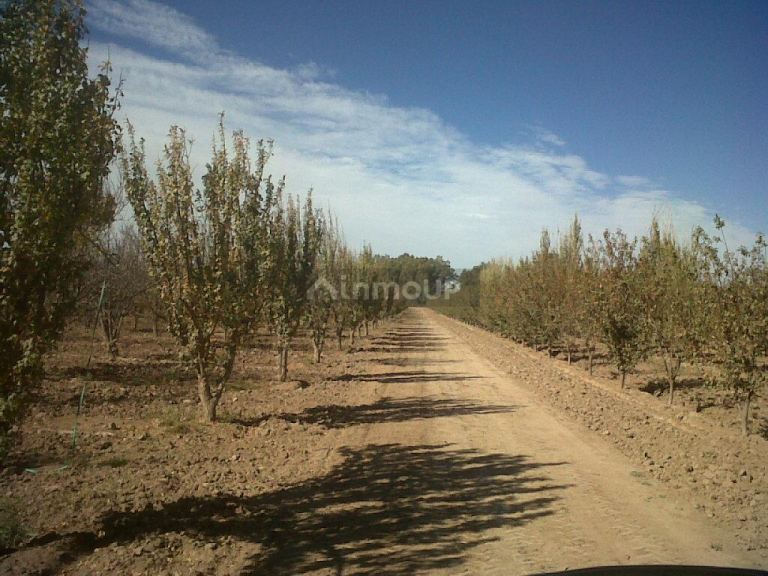 Finca en Venta en San Martin, Mendoza