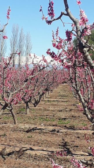 Finca en Venta en Tunuyan, Mendoza