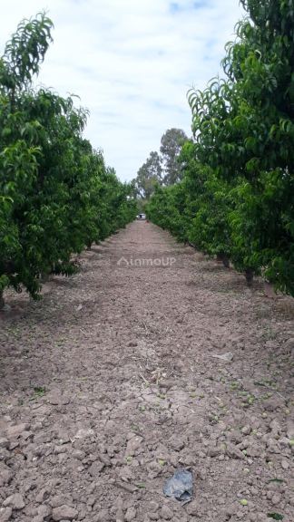 Finca en Venta en Tunuyan, Mendoza
