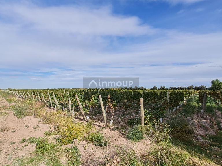 Finca en Venta en Lujan de Cuyo, Mendoza