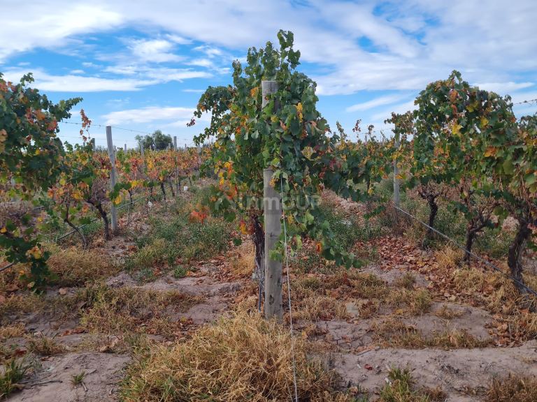 Finca en Venta en Lujan de Cuyo, Mendoza