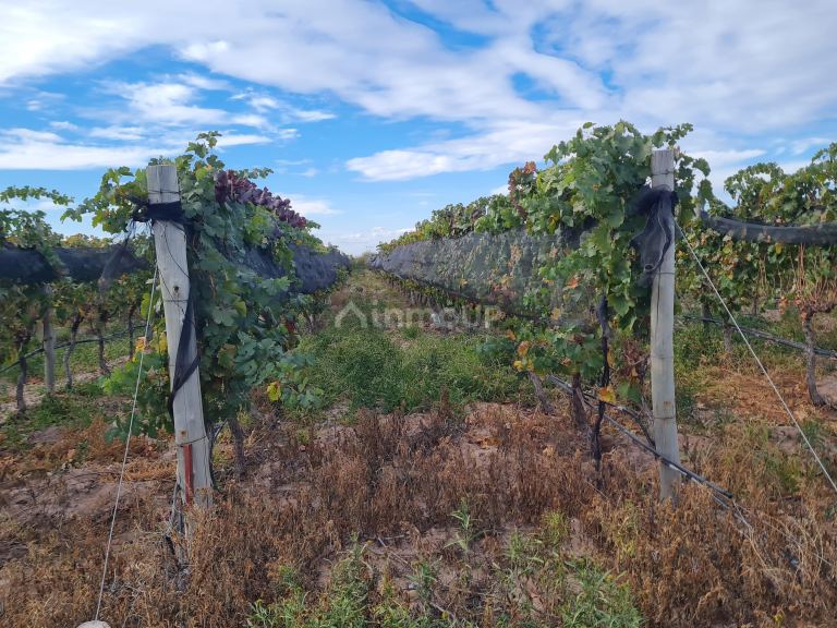 Finca en Venta en Lujan de Cuyo, Mendoza