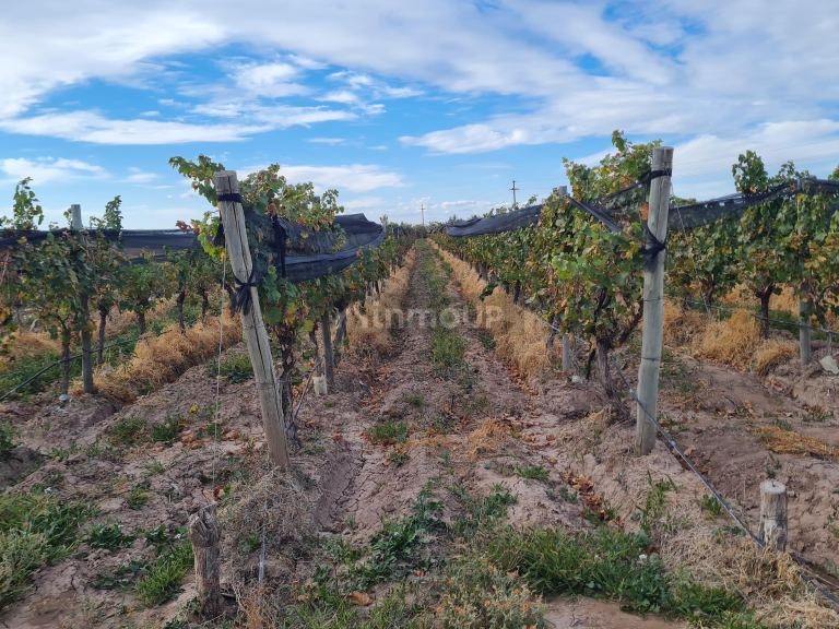 Finca en Venta en Lujan de Cuyo, Mendoza