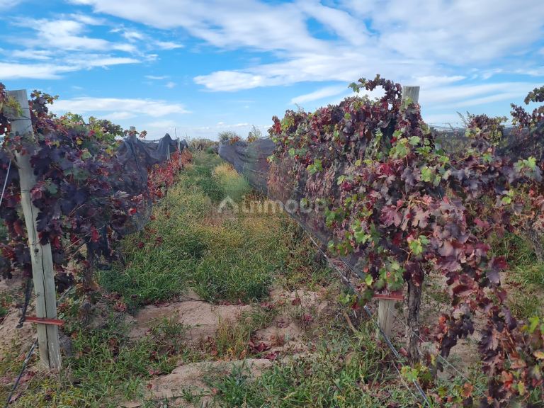Finca en Venta en Lujan de Cuyo, Mendoza