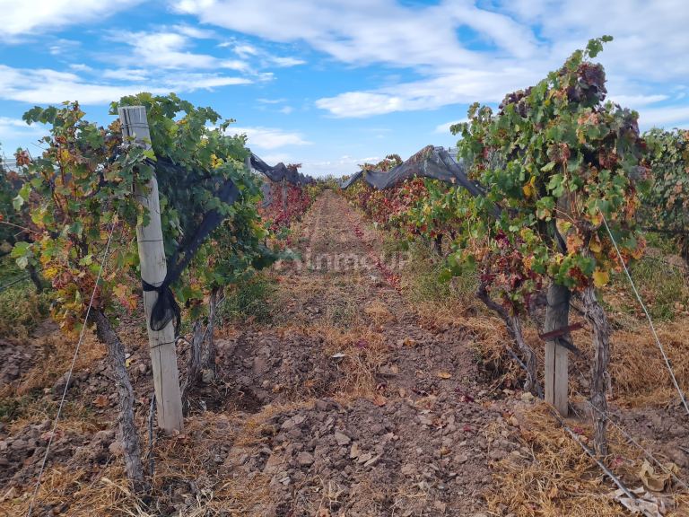 Finca en Venta en Lujan de Cuyo, Mendoza
