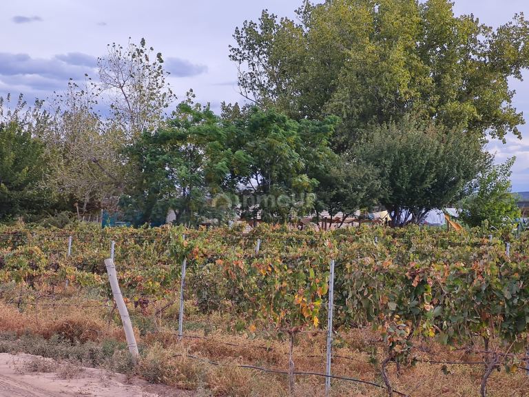 Finca en Venta en Lujan de Cuyo, Mendoza