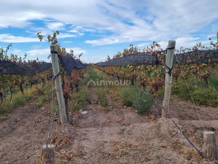 Finca en Venta en Lujan de Cuyo, Mendoza